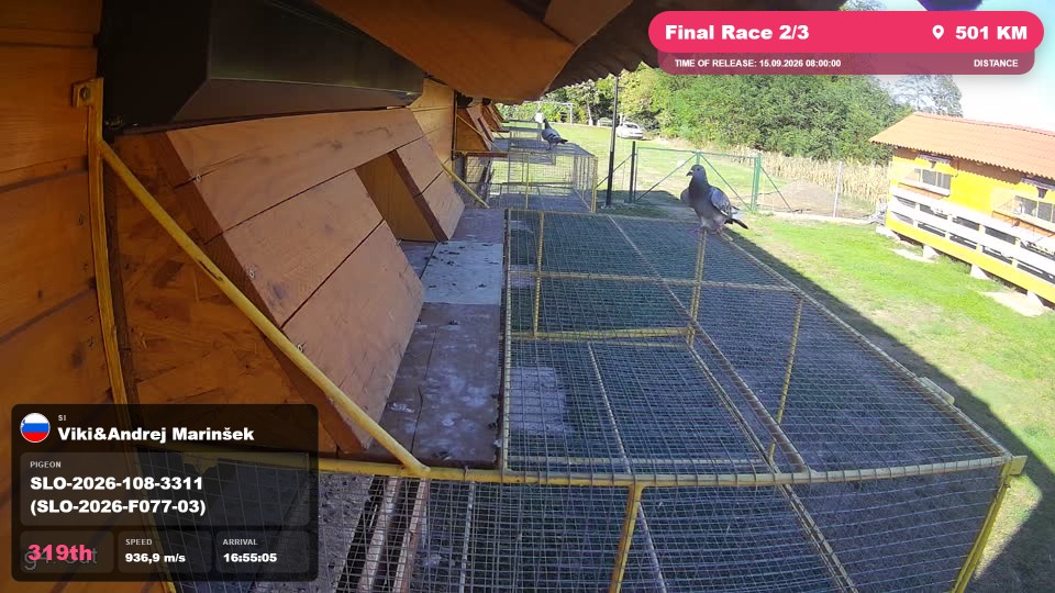 Pigeon Arrival Image For Race Final Race 2/3