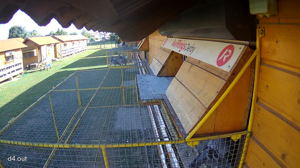 Pigeon Arrival Image For Race Race 5