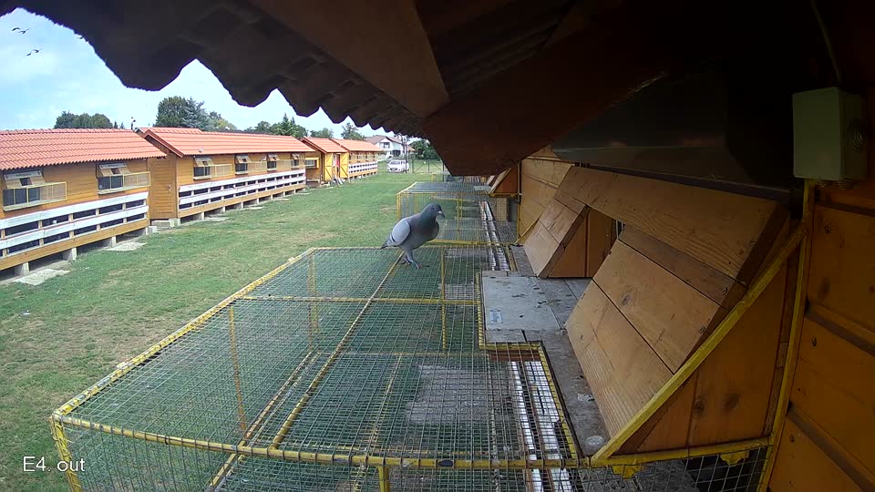 Pigeon Arrival Image For Race Race 4