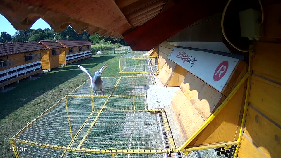 Pigeon Arrival Image For Race Race 1