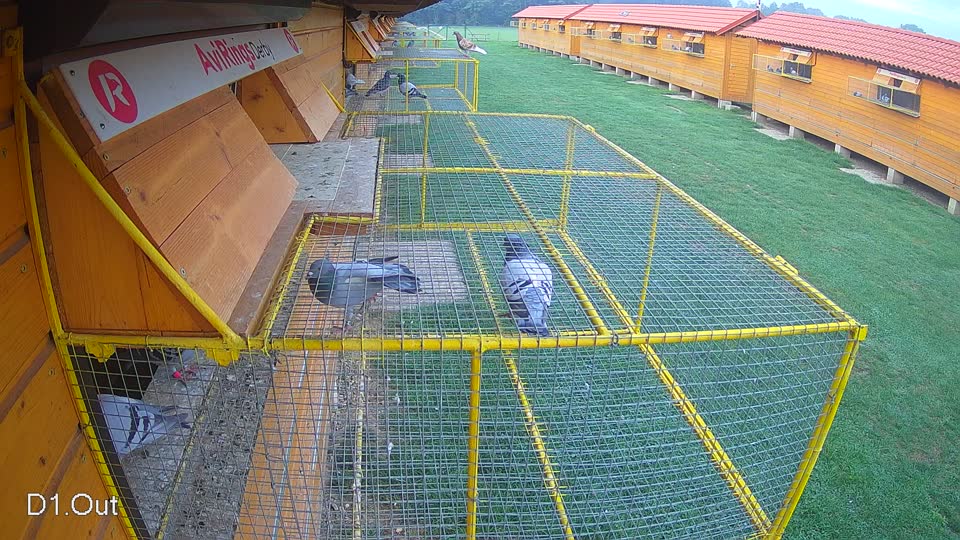Pigeon Arrival Image For Race Final race 1
