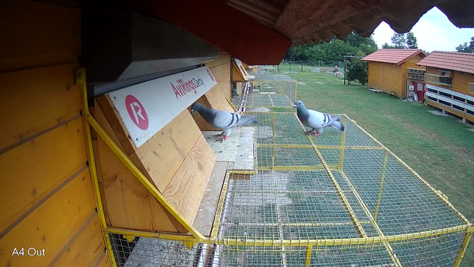 Pigeon Arrival Image For Race Race 3