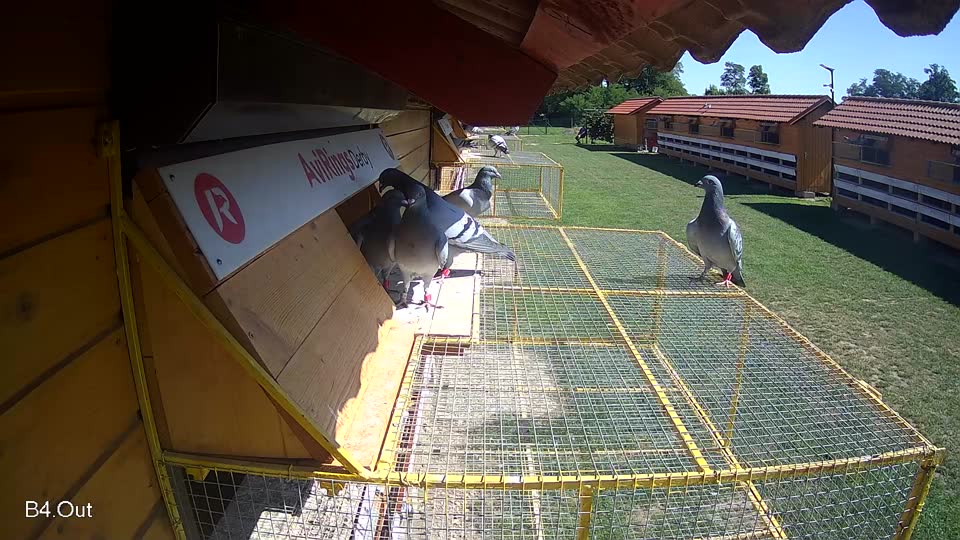 Pigeon Arrival Image For Race Race 2
