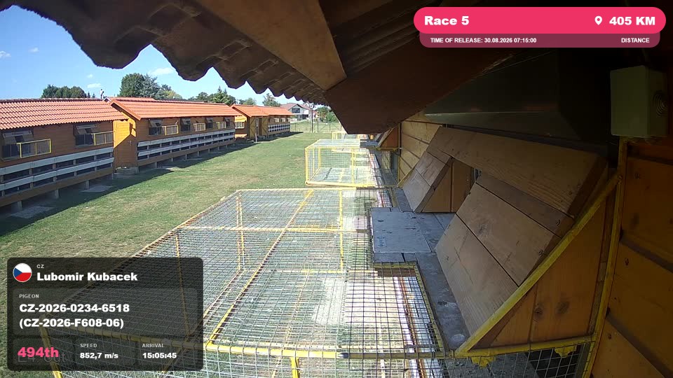 Pigeon Arrival Image For Race Race 5
