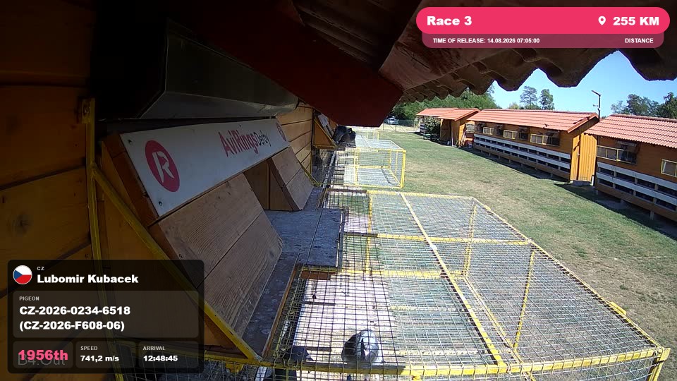 Pigeon Arrival Image For Race Race 3