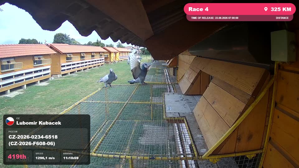 Pigeon Arrival Image For Race Race 4