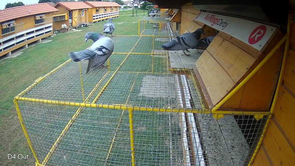 Pigeon Arrival Image For Race Race 3