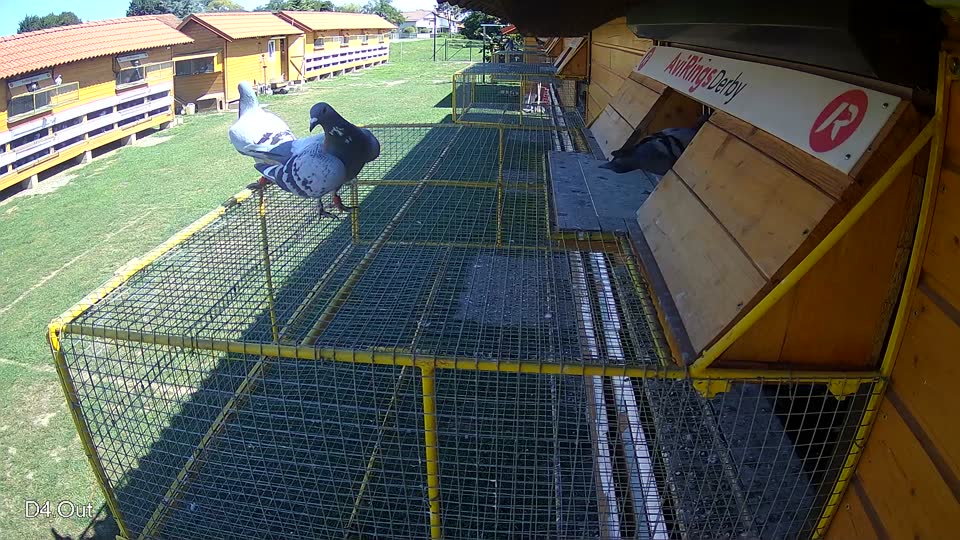 Pigeon Arrival Image For Race Race 2