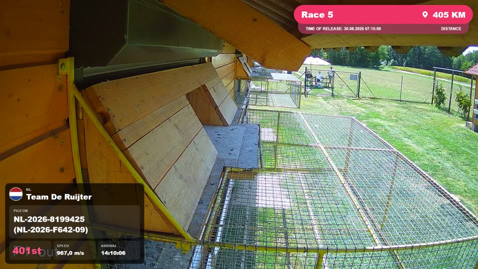 Pigeon Arrival Image For Race Race 5