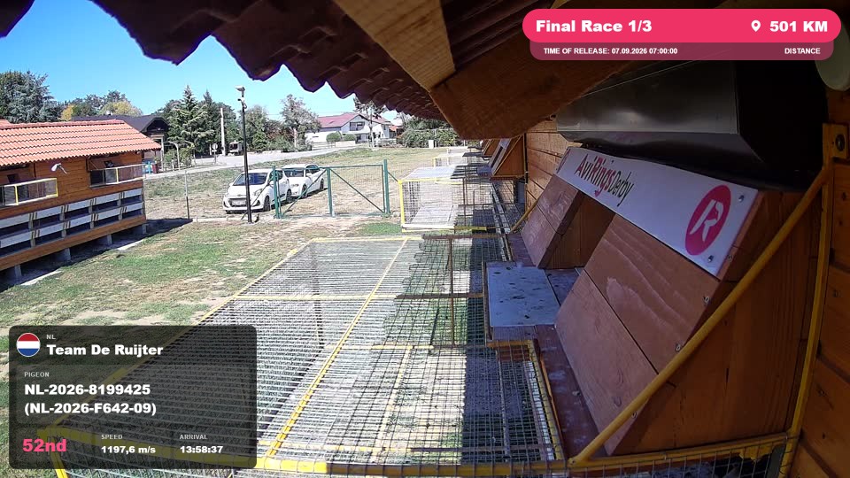 Pigeon Arrival Image For Race Final Race 1/3