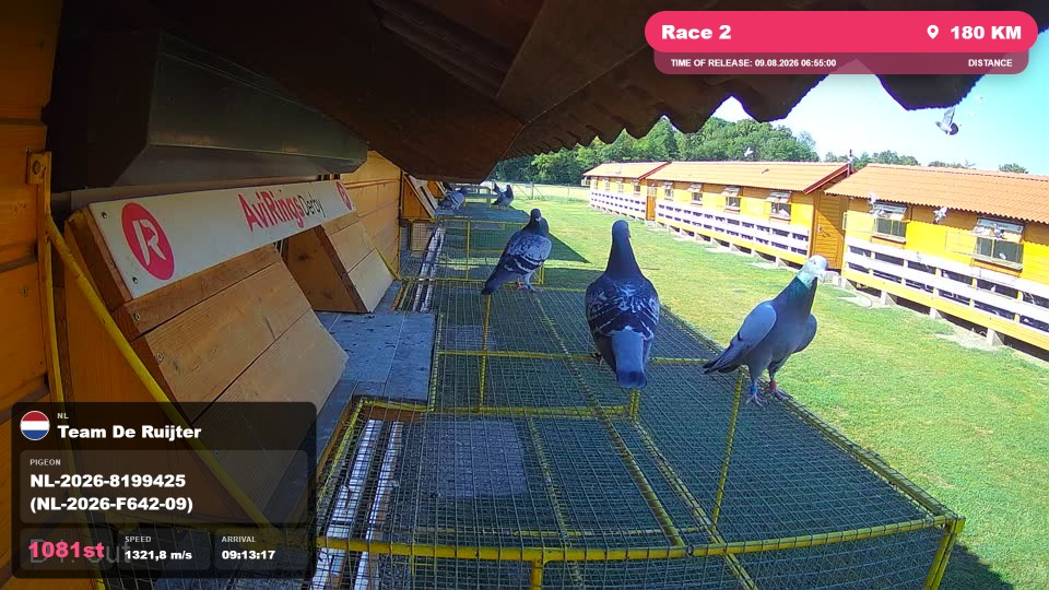 Pigeon Arrival Image For Race Race 2