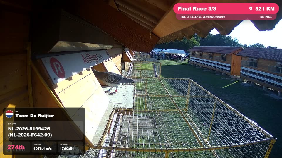 Pigeon Arrival Image For Race Final Race 3/3