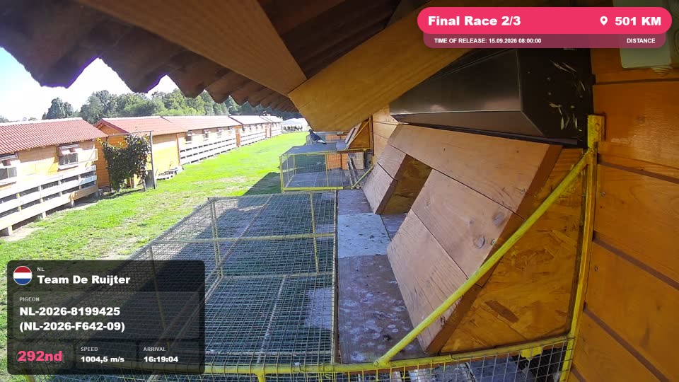 Pigeon Arrival Image For Race Final Race 2/3