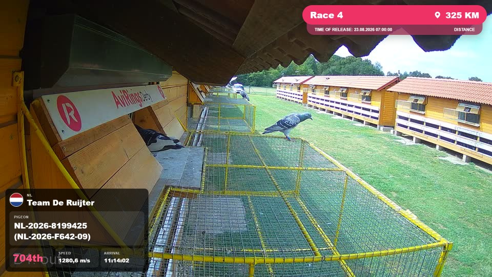 Pigeon Arrival Image For Race Race 4