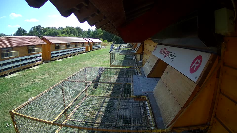 Pigeon Arrival Image For Race Race 5
