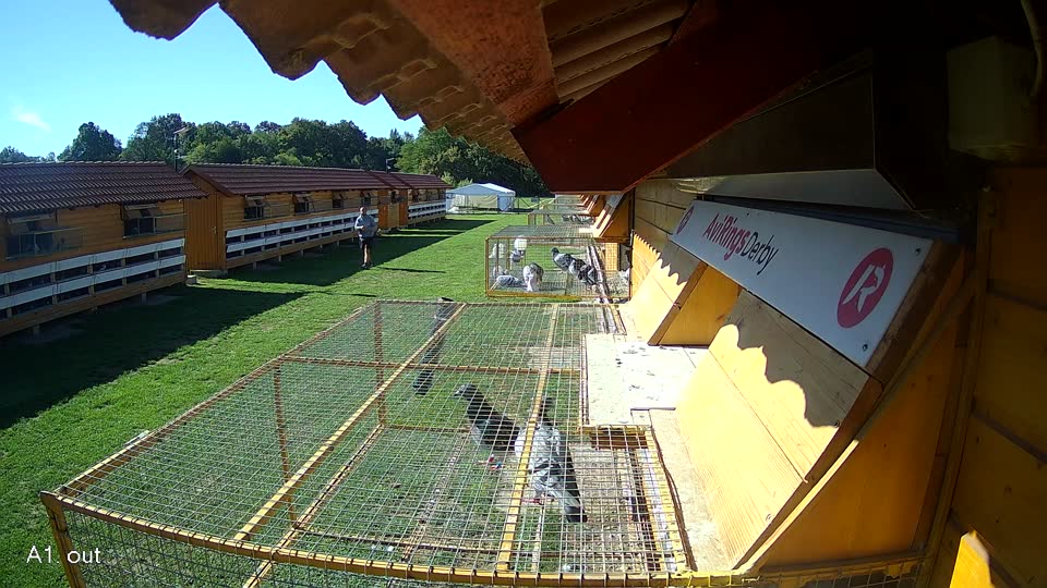 Pigeon Arrival Image For Race Final Race 2/3