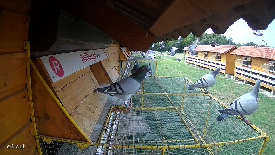 Pigeon Arrival Image For Race Race 4