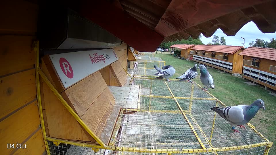 Pigeon Arrival Image For Race Race 4