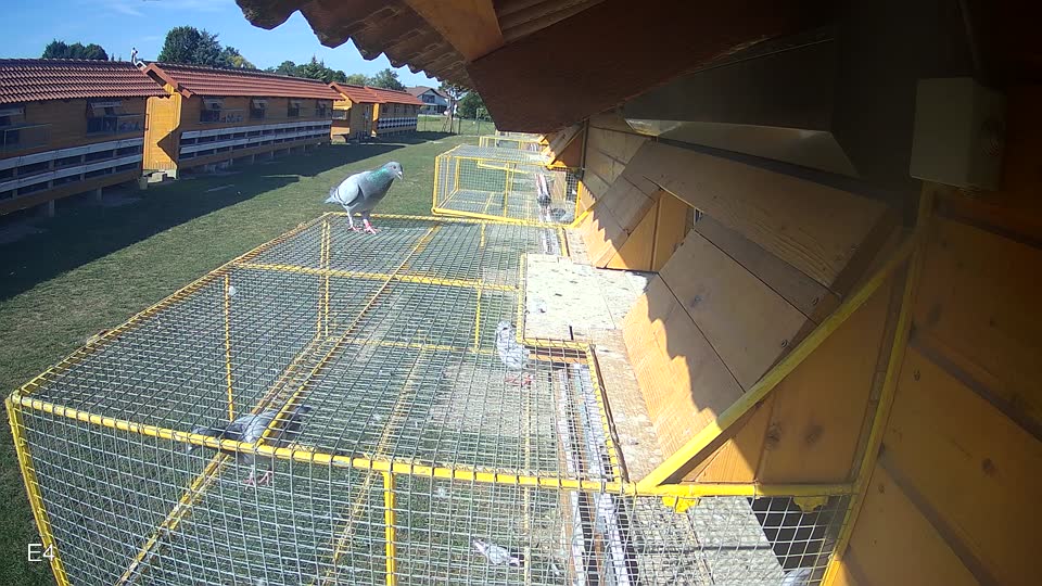 Pigeon Arrival Image For Race Race 5