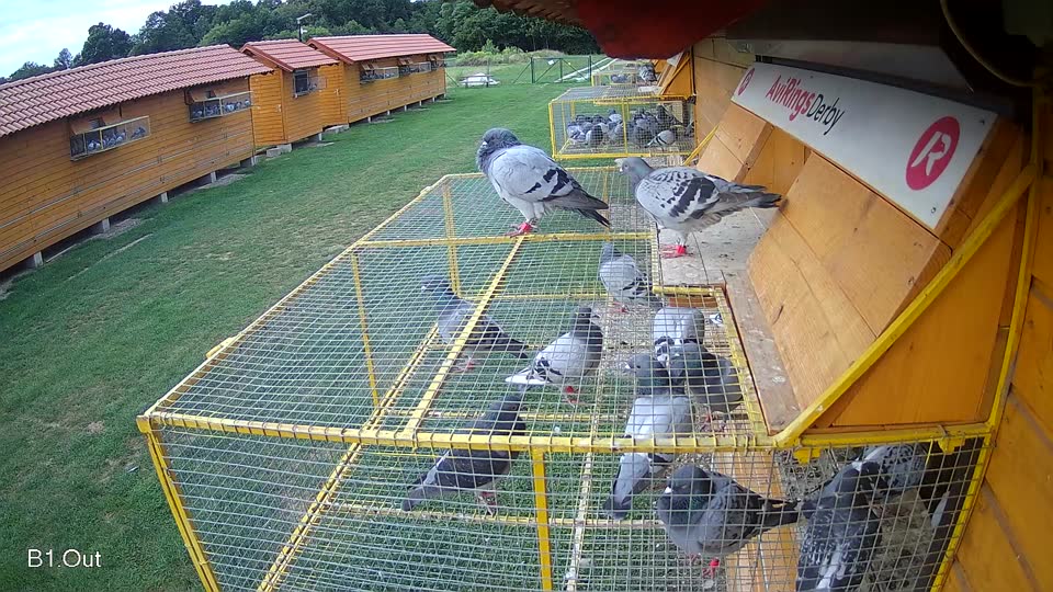 Pigeon Arrival Image For Race Race 2
