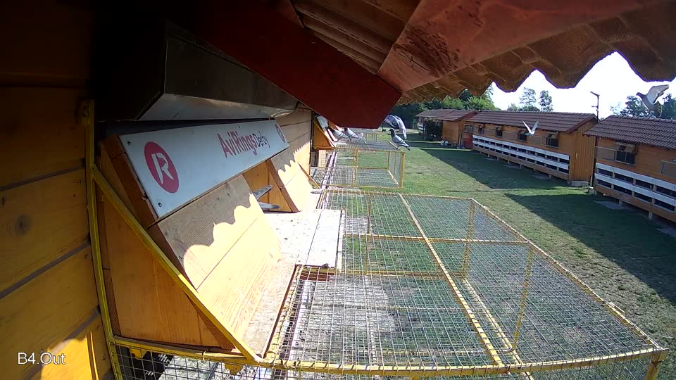 Pigeon Arrival Image For Race Race 1