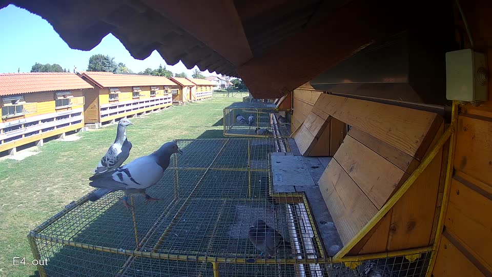 Pigeon Arrival Image For Race Race 5