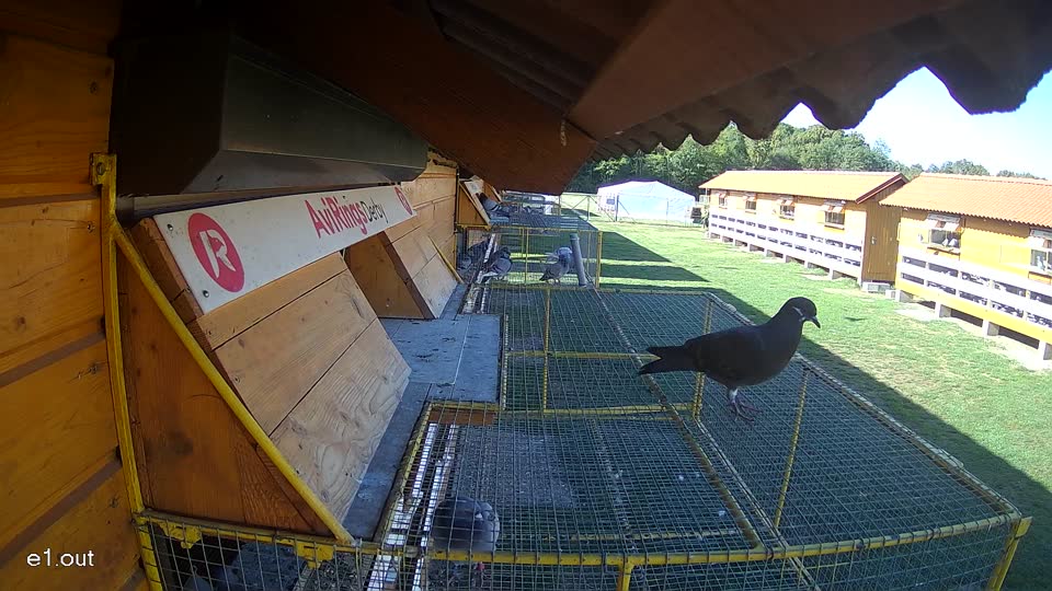 Pigeon Arrival Image For Race Final Race 1/3