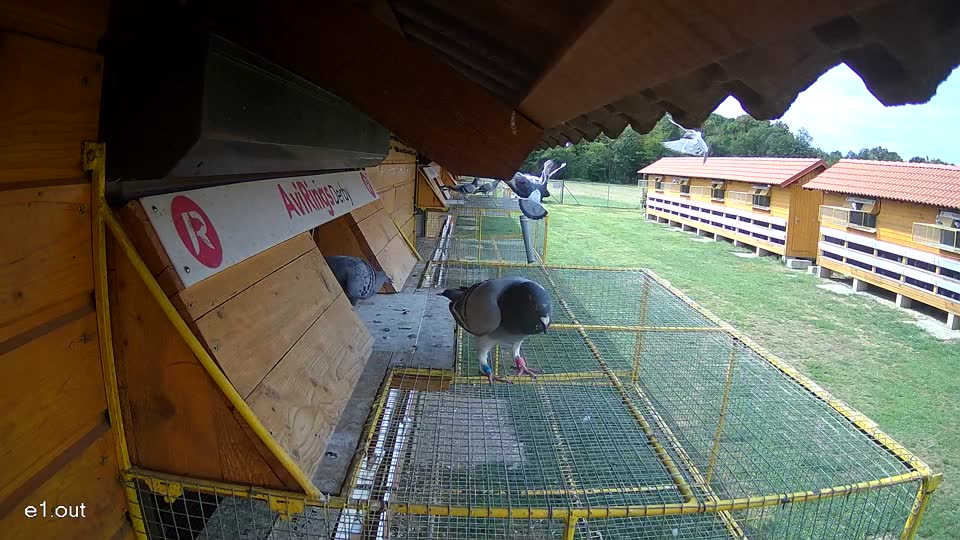 Pigeon Arrival Image For Race Race 4