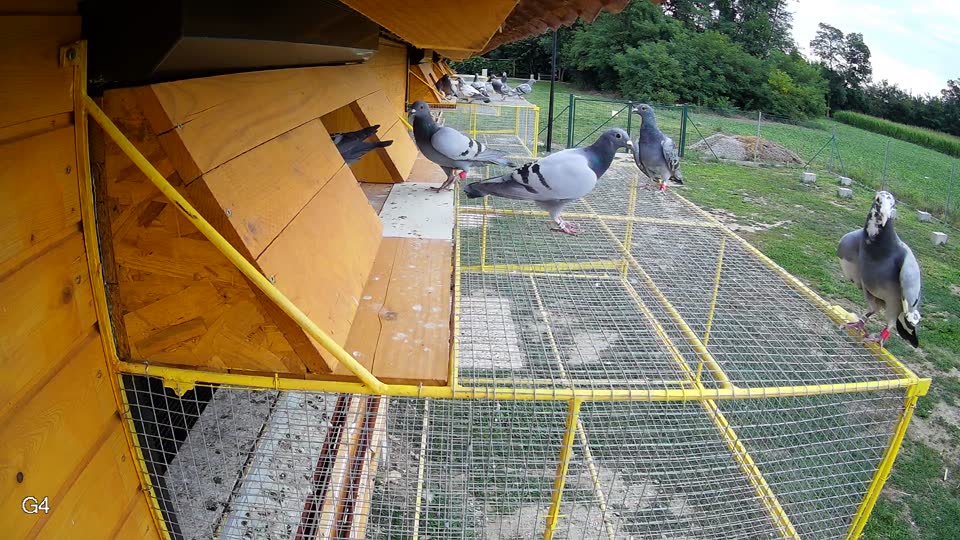 Pigeon Arrival Image For Race Race 3