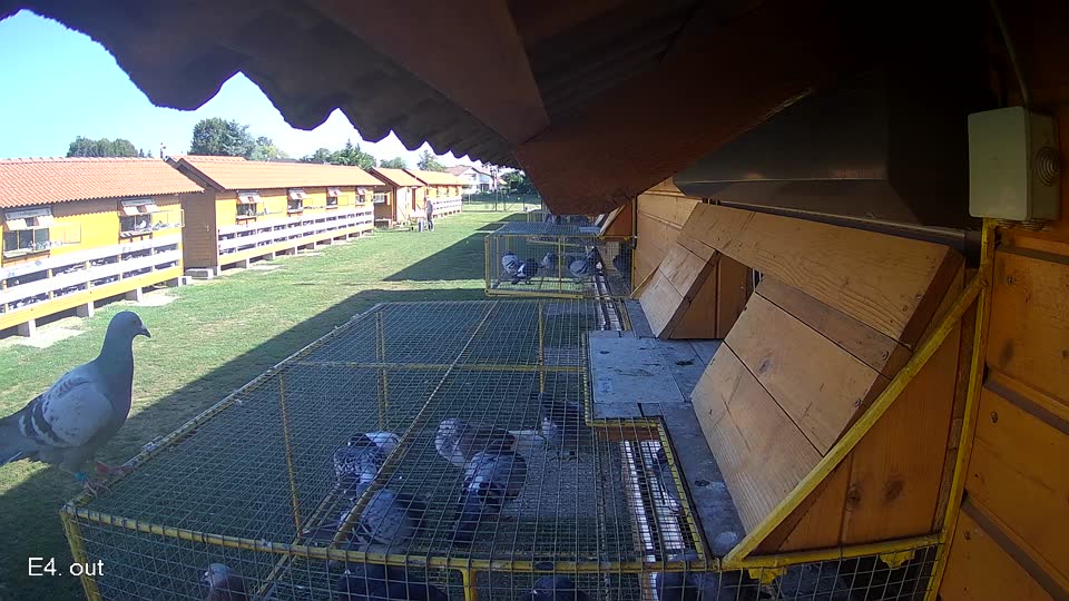 Pigeon Arrival Image For Race Race 5