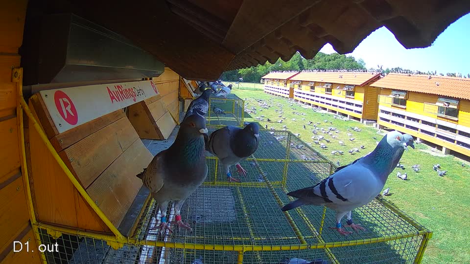 Pigeon Arrival Image For Race Race 2