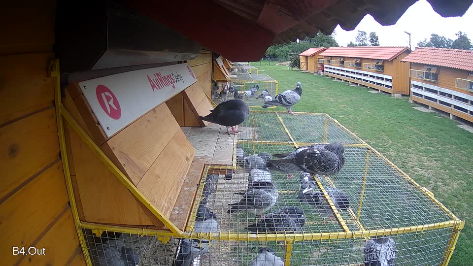 Pigeon Arrival Image For Race Race 6