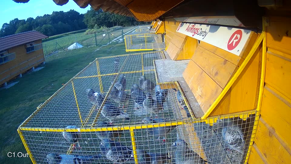 Pigeon Arrival Image For Race Race 4
