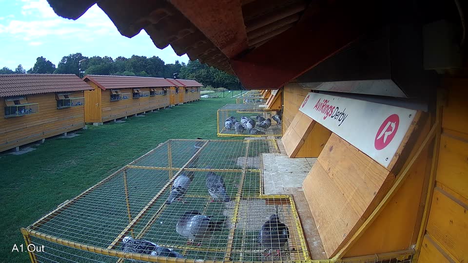 Pigeon Arrival Image For Race Final race 1