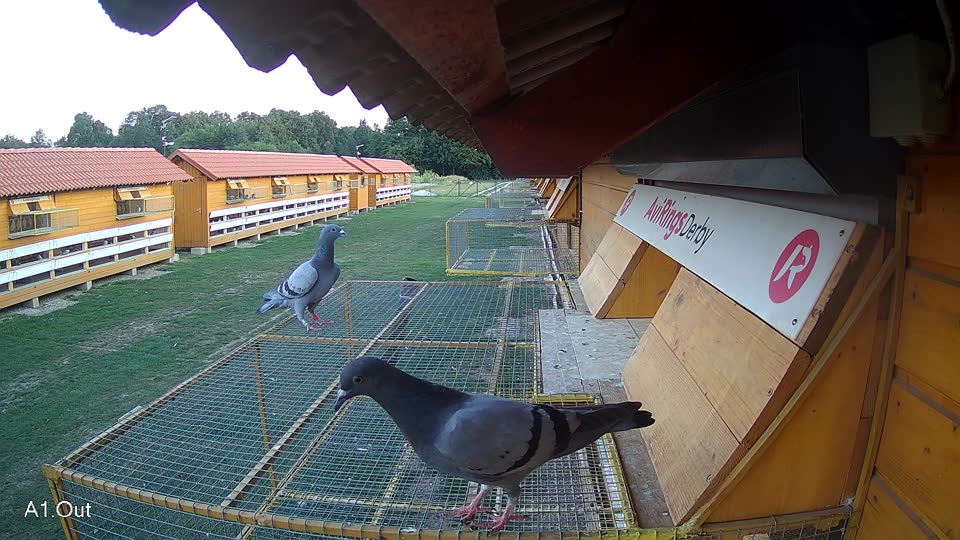 Pigeon Arrival Image For Race Race 5