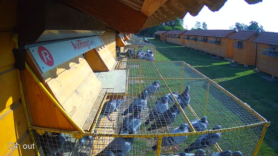 Pigeon Arrival Image For Race Race 1
