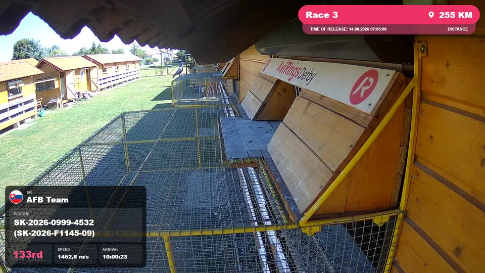 Pigeon Arrival Image For Race Race 3