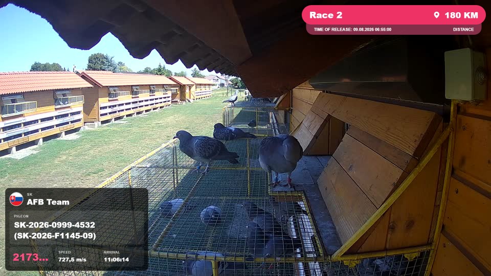 Pigeon Arrival Image For Race Race 2