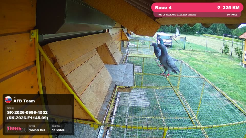 Pigeon Arrival Image For Race Race 4