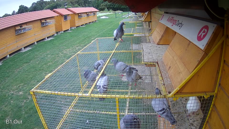 Pigeon Arrival Image For Race Race 6