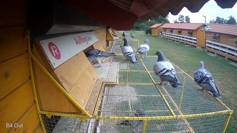 Pigeon Arrival Image For Race Race 3
