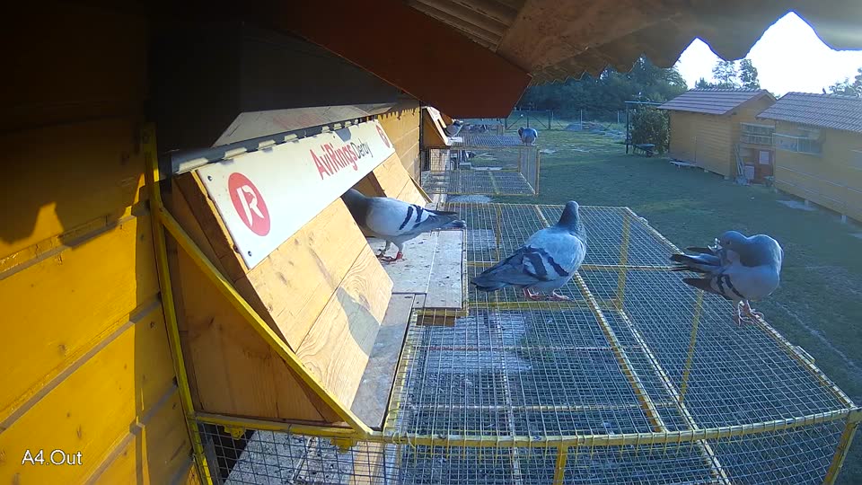 Pigeon Arrival Image For Race Race 4