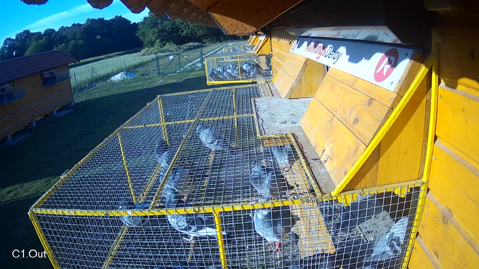 Pigeon Arrival Image For Race Race 5