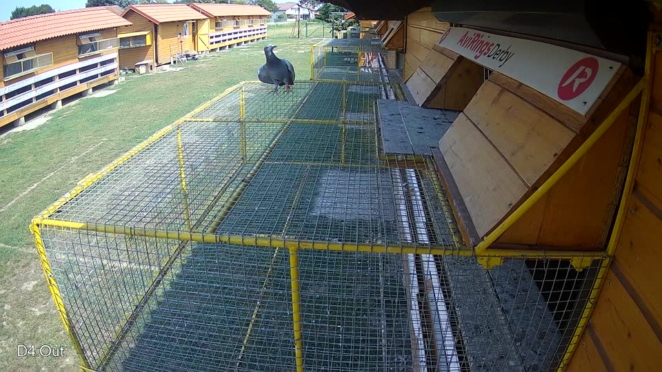 Pigeon Arrival Image For Race Race 4