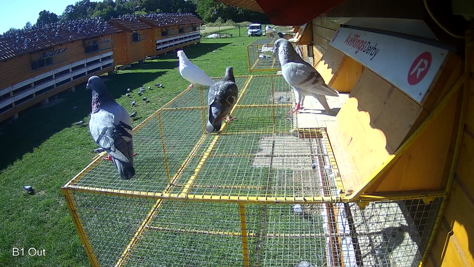 Pigeon Arrival Image For Race Final race 1