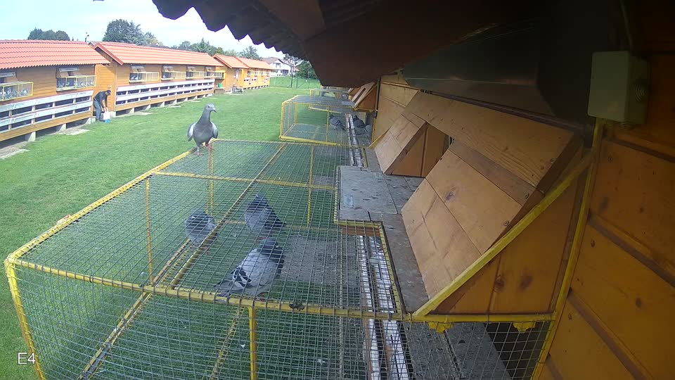 Pigeon Arrival Image For Race Final race 2
