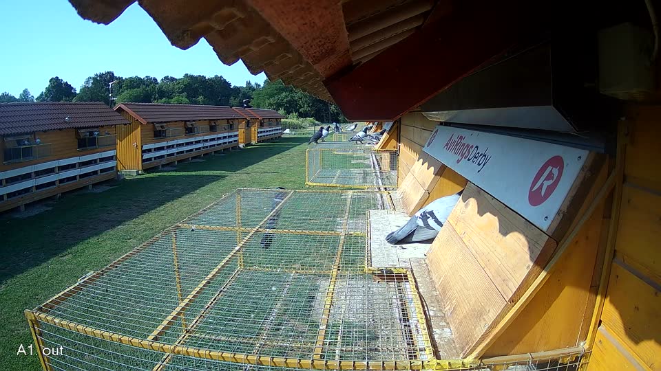 Pigeon Arrival Image For Race Race 1