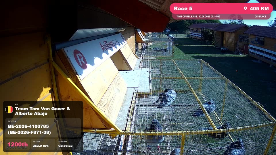 Pigeon Arrival Image For Race Race 5