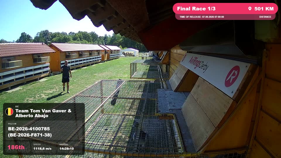Pigeon Arrival Image For Race Final Race 1/3