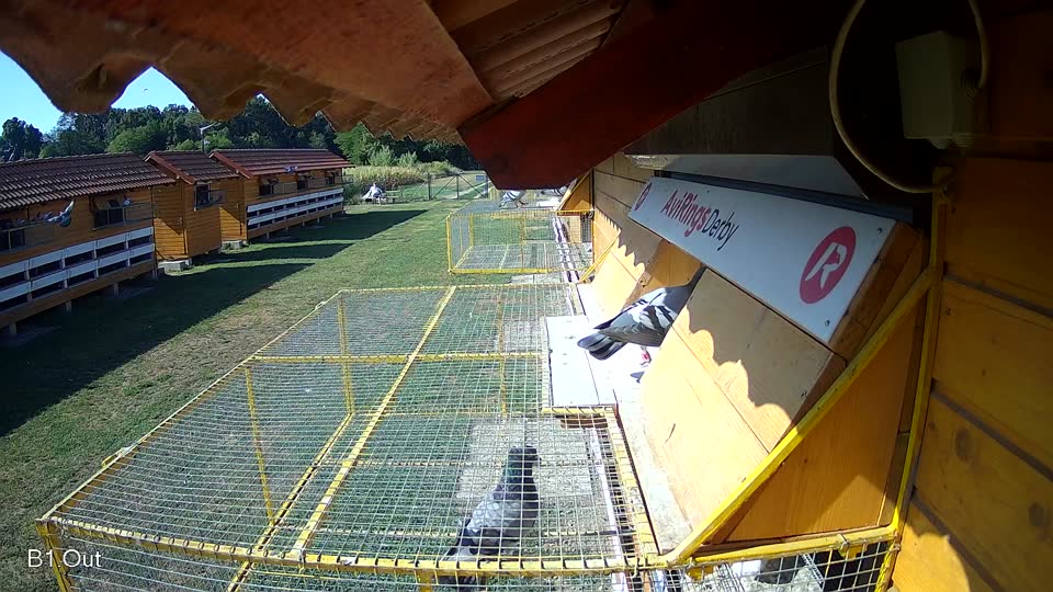 Pigeon Arrival Image For Race Race 2